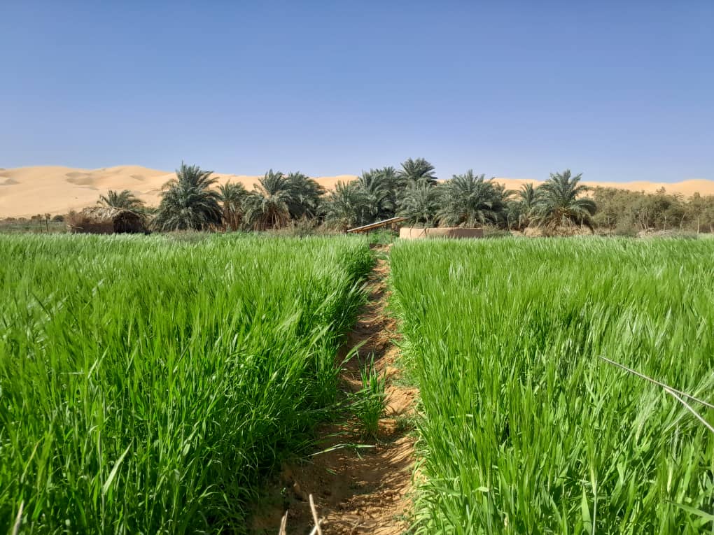 Mauritanie Jardins 